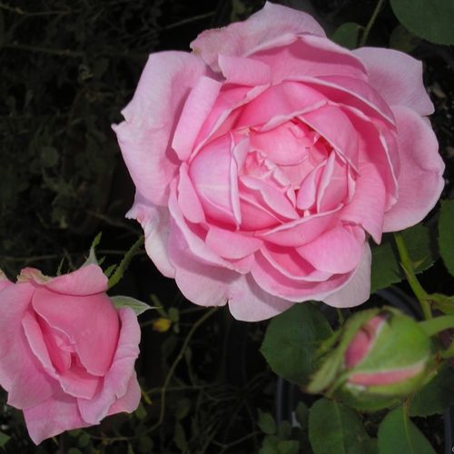 Gärtnerei - Rosa Madame Caroline Testout - rosa - teehybriden-edelrosen - diskret duftend - Joseph Pernet-Ducher - Größere, rosane Teehybridrose vom Ende der 1800-er Jahre.